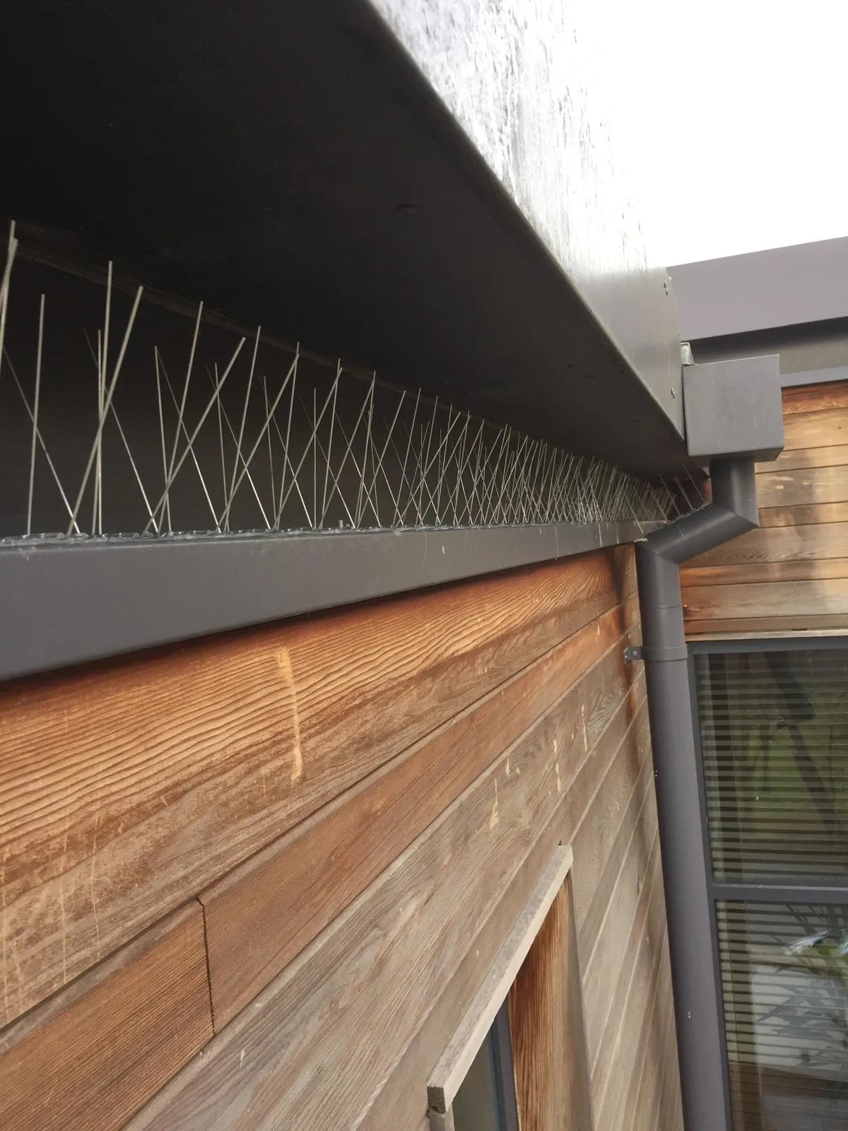 Stainless steel anti-perch bird spikes installed on a ledge