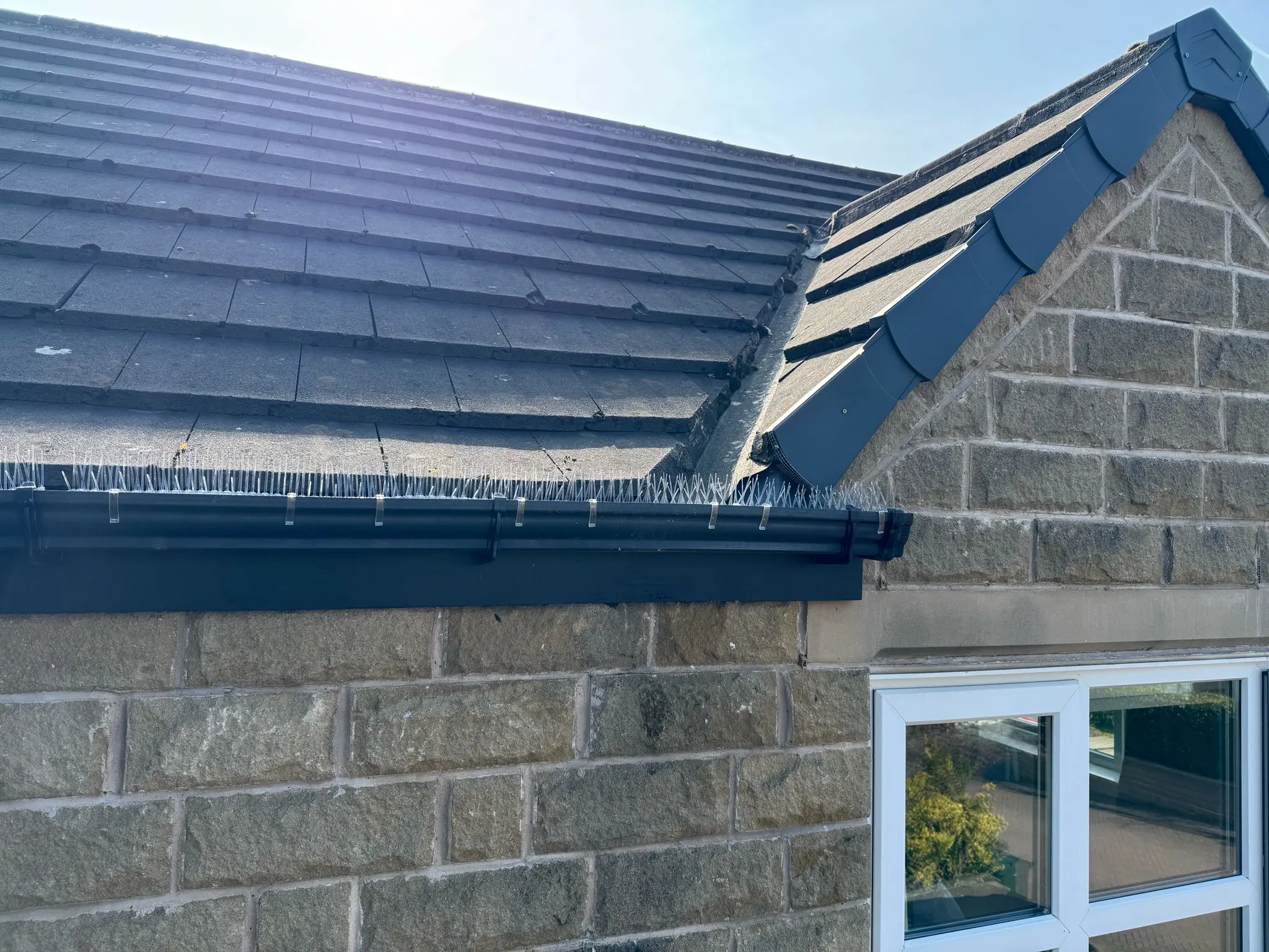 Bird spike defence installed to roof guttering to stop birds perching