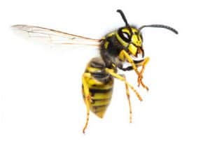 wasps 5 summer pests - wasps