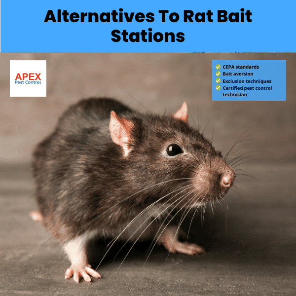 Alternatives To Rat Bait Stations