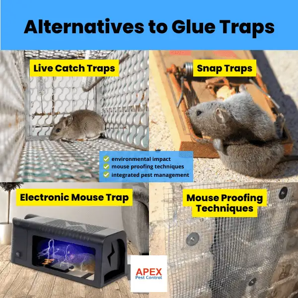 alternatives to glue traps