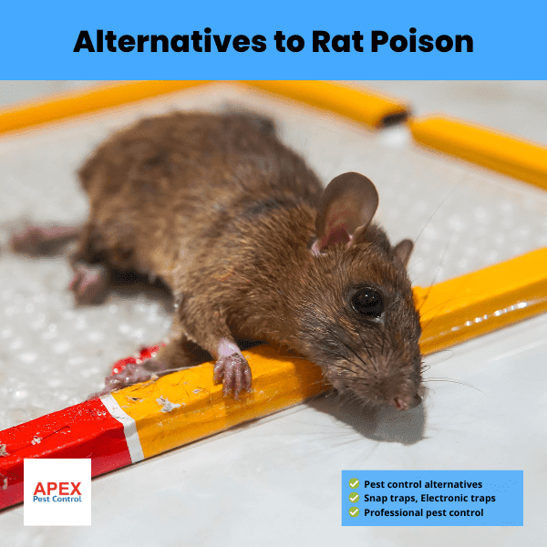 alternatives to rat poison