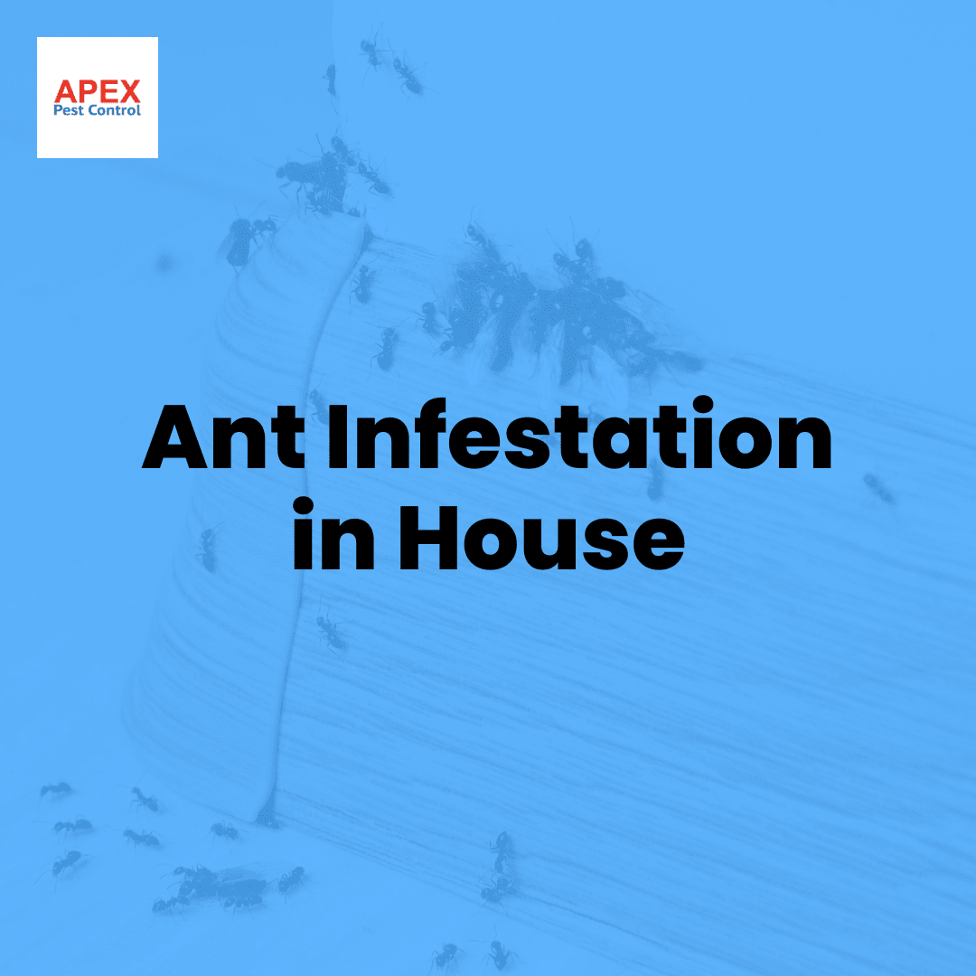 Ant Infestation in House