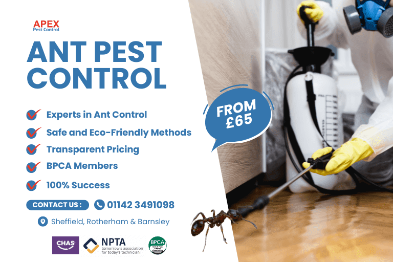 Ant Pest Control