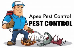 pest control in Headingley