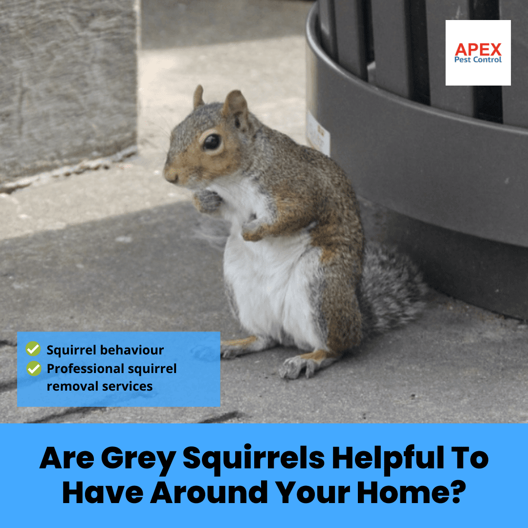 Effective Ways to Eliminate Grey Squirrels: A Comprehensive Guide