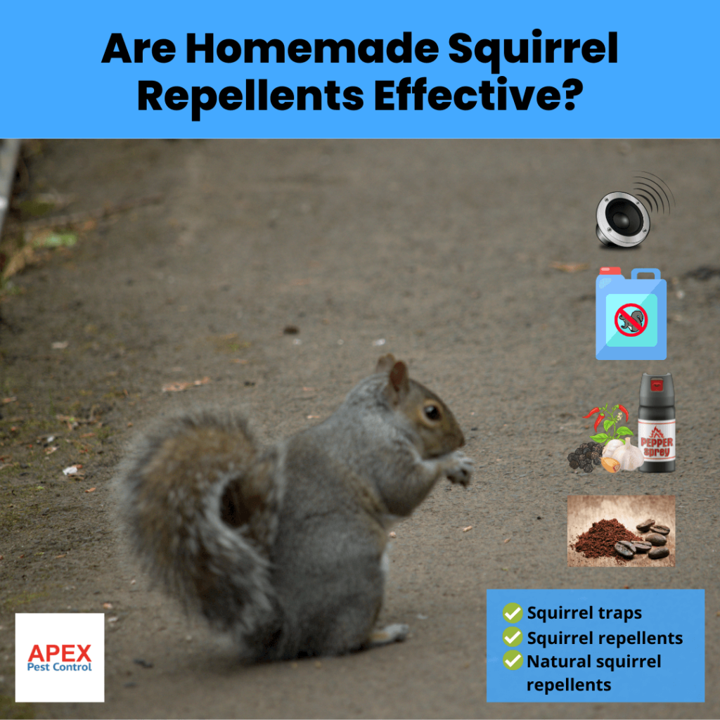 Are Homemade Squirrel Repellents Effective?