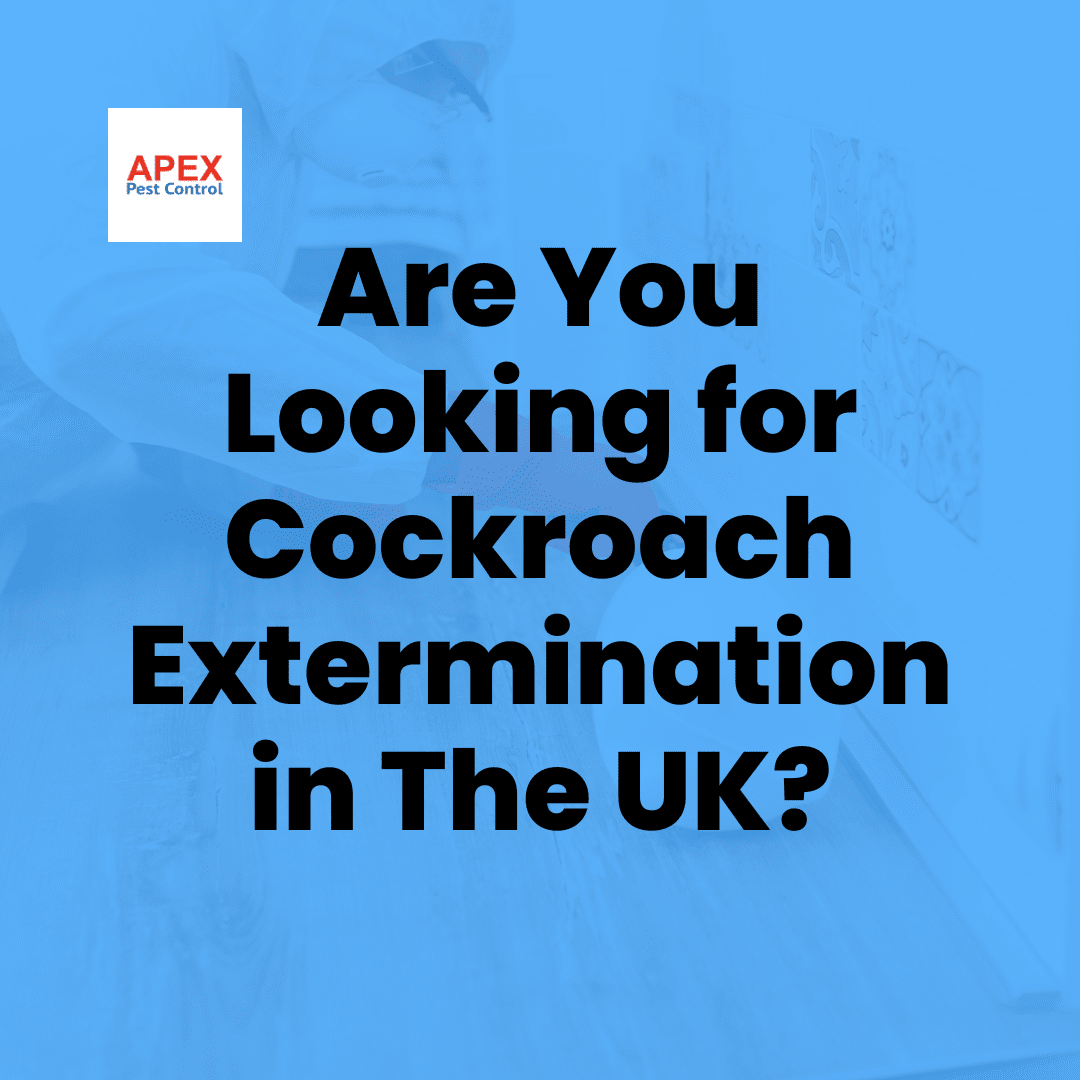 There are many methods that can be used to exterminate cockroaches, including the use of chemical pesticides and bait stations. It is important to carefully follow the instructions on any pest control products to ensure the safety of people and pets. Non-toxic methods, such as the use of natural predators, garlic or traps, can also be effective with some cockroach exterminations.