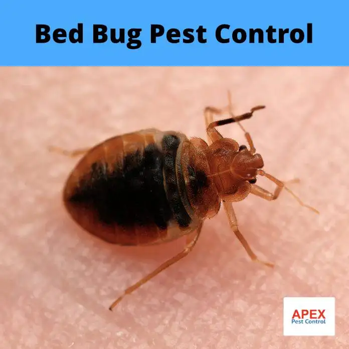 Bed Bugs Pest Control