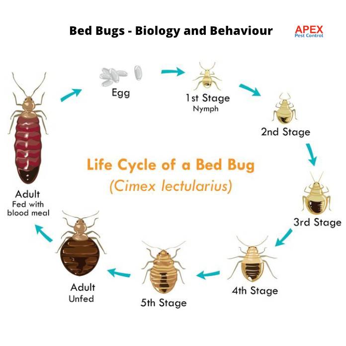 Bed Bugs - Biology and Behaviour