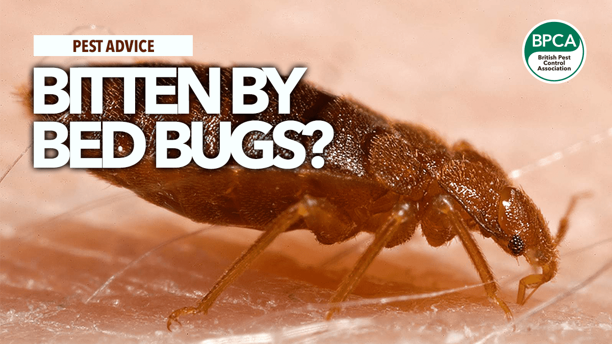 Bed bugs questions answers