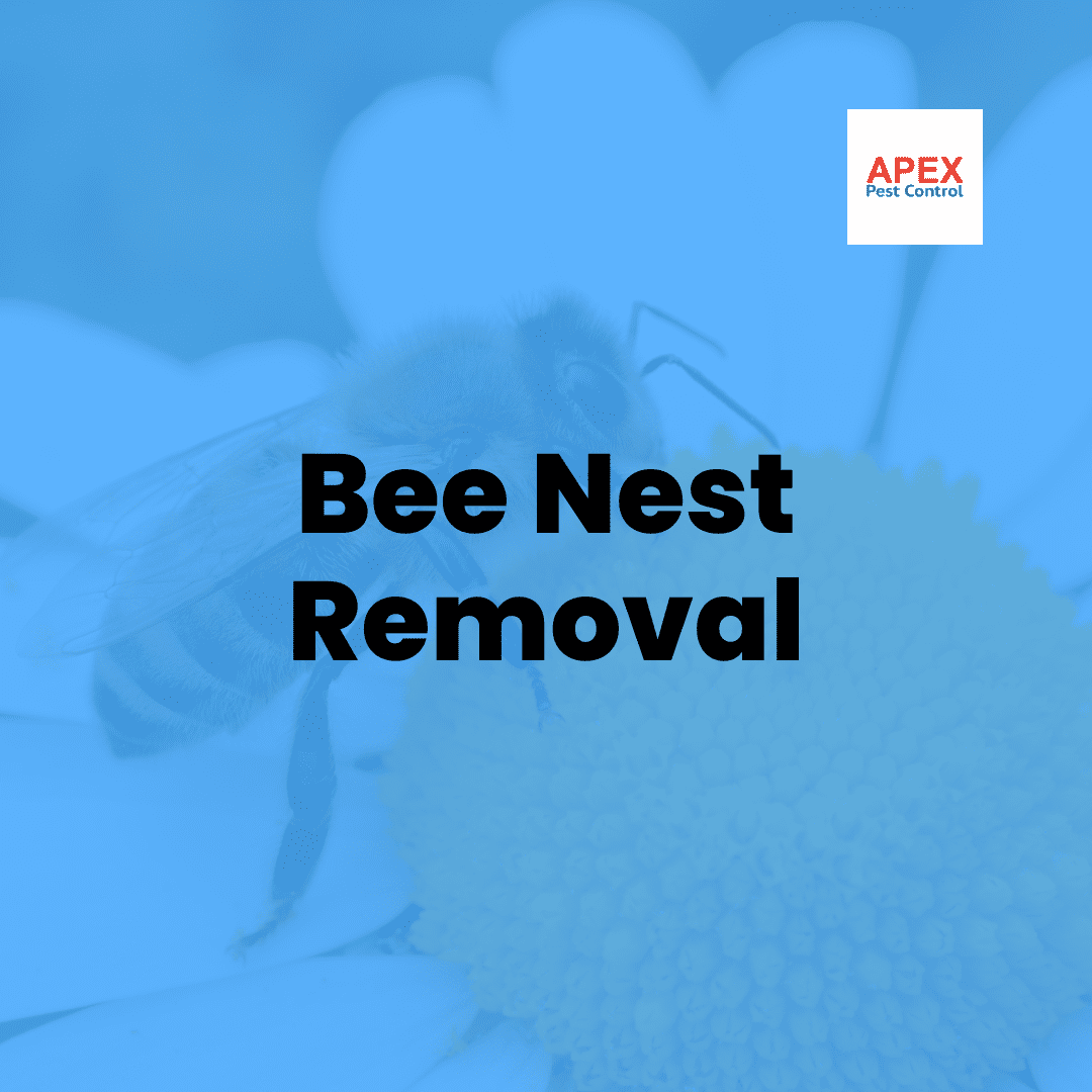 Bee Nest Removal