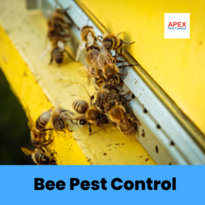 Bee Pest Control