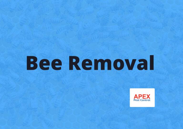 Bee Removal | Advice On Bees | Apex Pest Control