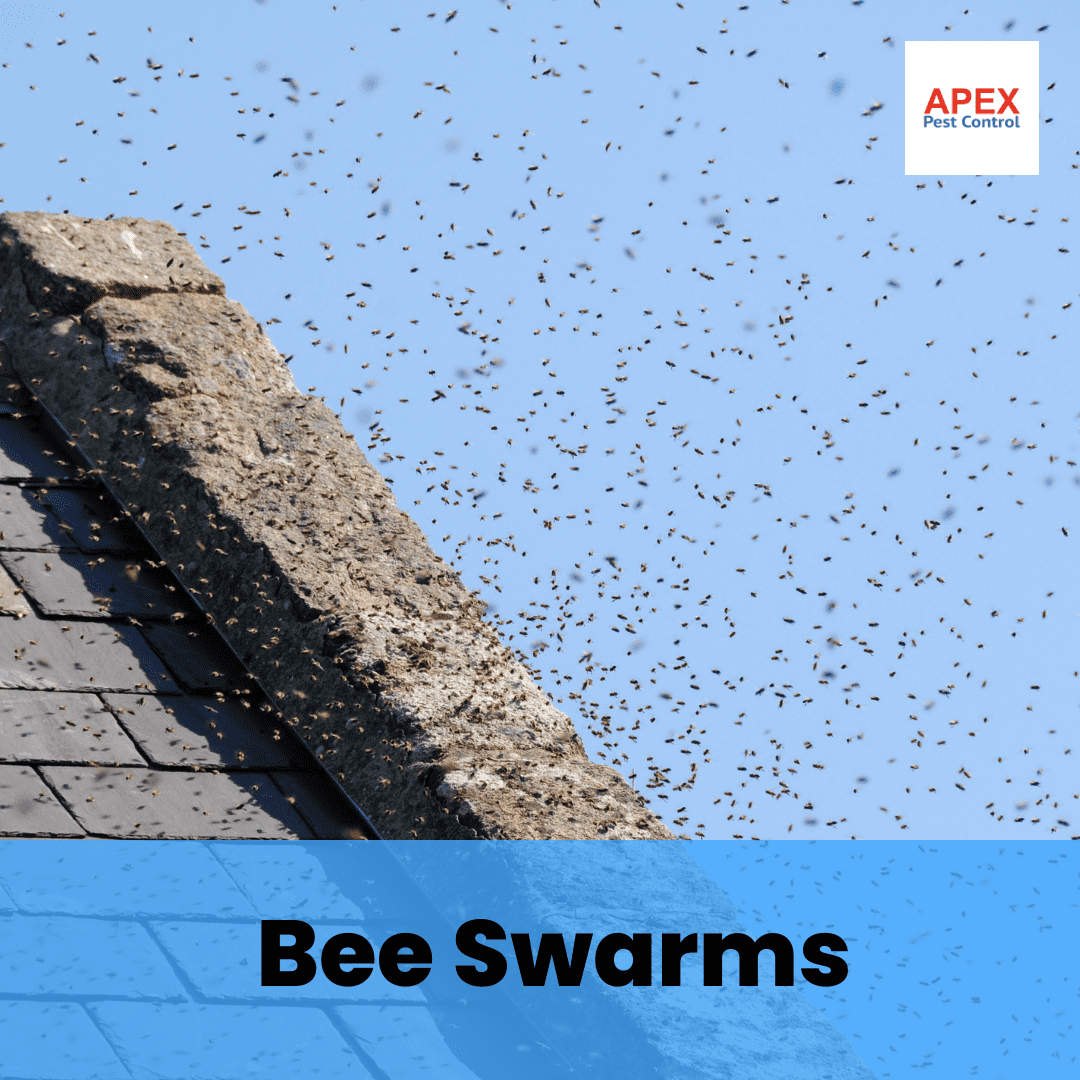 Bee Pest Control | Remove Bee Nests Safely | Apex Pest Control