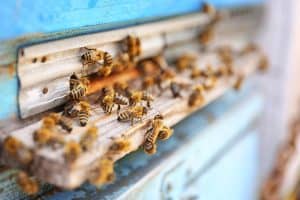 Bee removal Sheffield