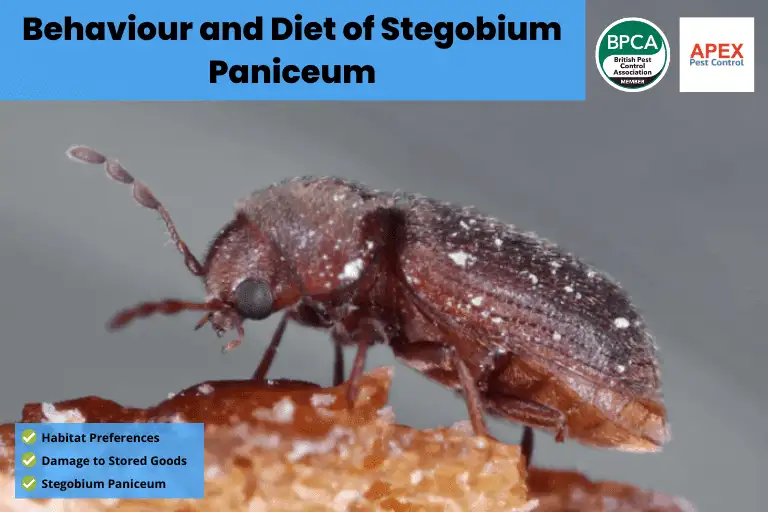 Behaviour and Diet of Stegobium paniceum