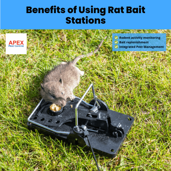 Benefits of Using Rat Bait Stations