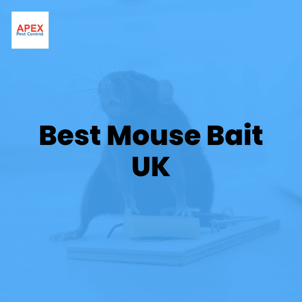 best mouse bait uk