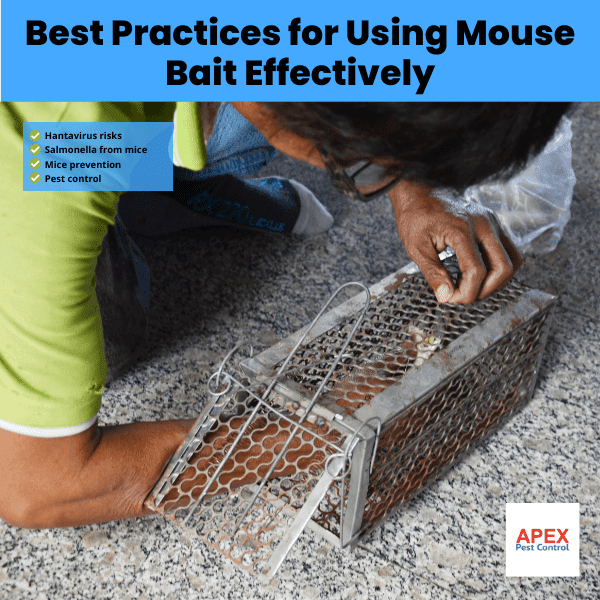 best practices for using mouse bait effectively