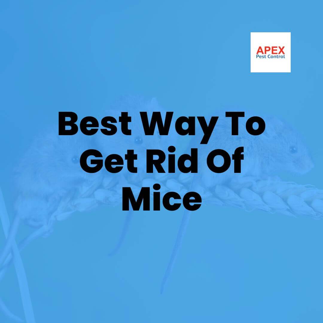 Best Way To Get Rid Of Mice