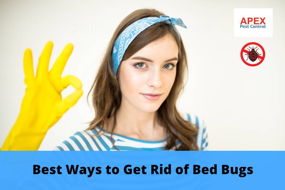 The Best Solutions For Getting Rid Of Bed Bugs 2586