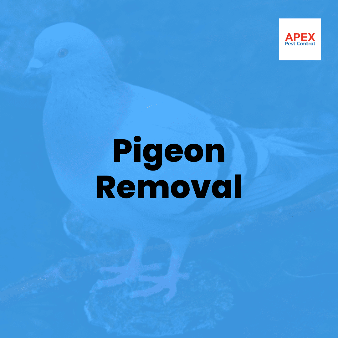 Pigeon Removal