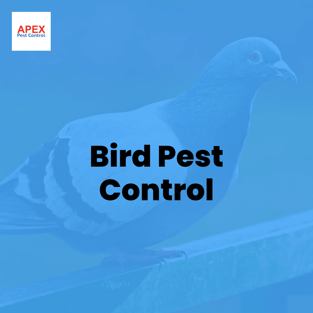 Bird Pest Control