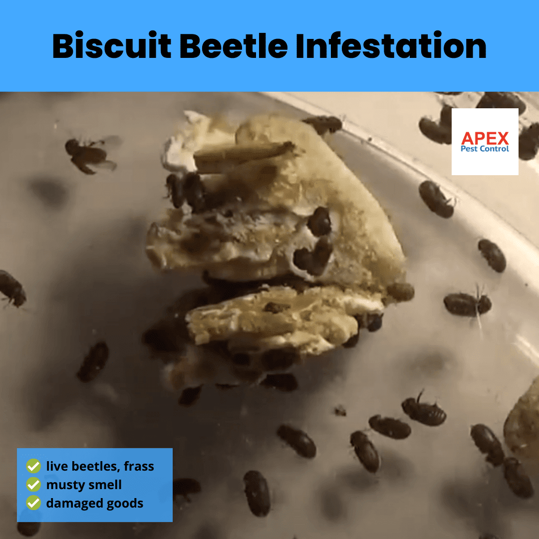 Biscuit Beetle Infestation