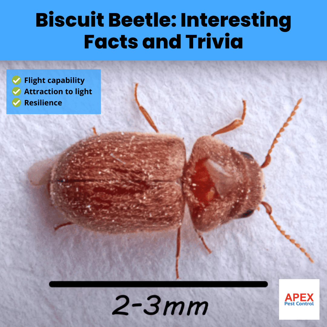 Biscuit Beetles | Signs of Infestation and Prevent Outbreaks