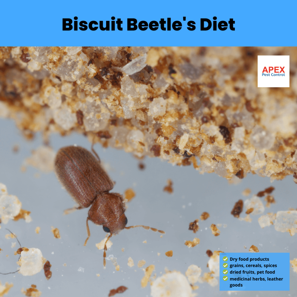 Biscuit Beetle's Diet