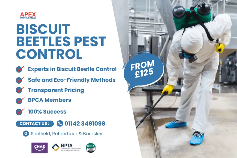 Biscuit Beetles Pest Control