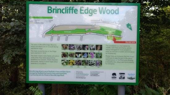 brincliffe edge woods