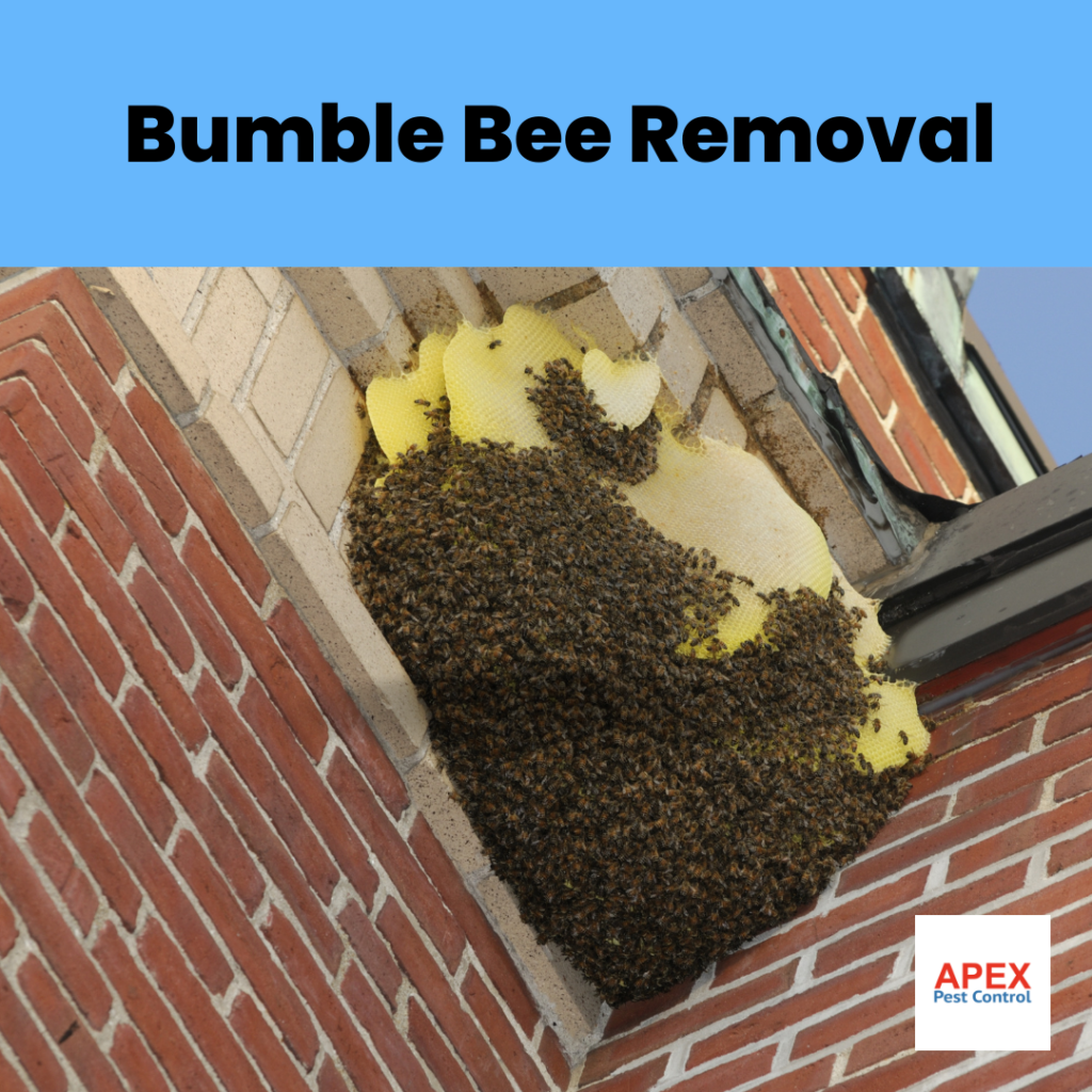 How Does A Bee Nest Removal Work? | Apex Pest Control