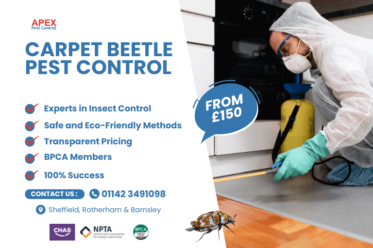 Carpet Beetle Pest Control