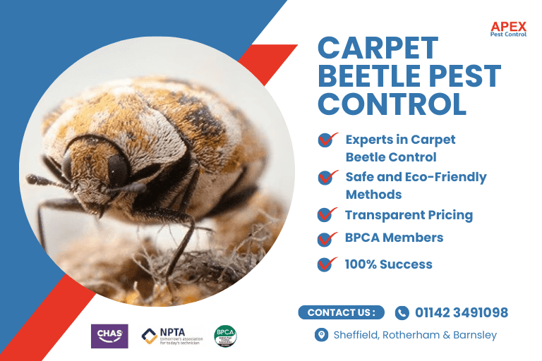 Carpet Beetle