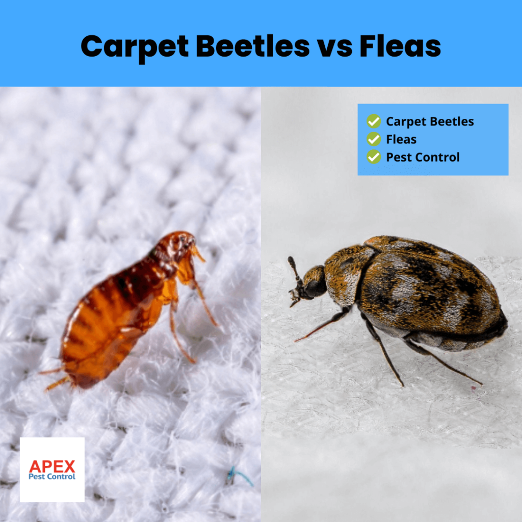 Carpet Beetles vs Fleas