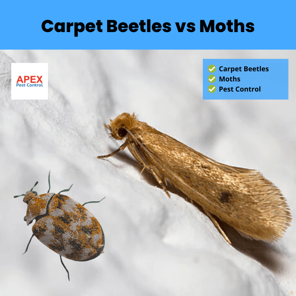 Carpet Beetles vs Moths