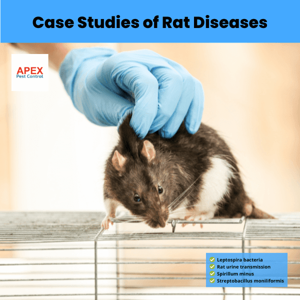 case studies of rat diseases