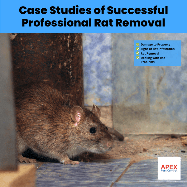 Case Studies of Successful Professional Rat Removal