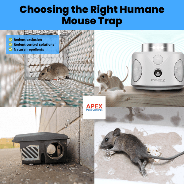 choosing the right humane mouse trap