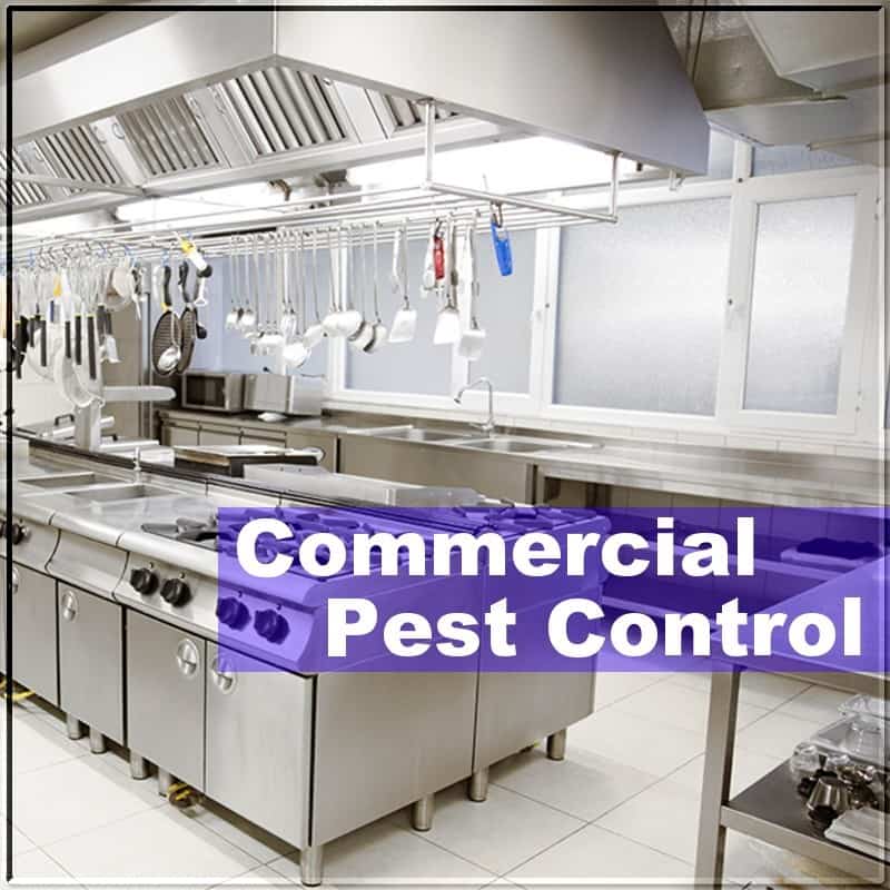 commercial pest control