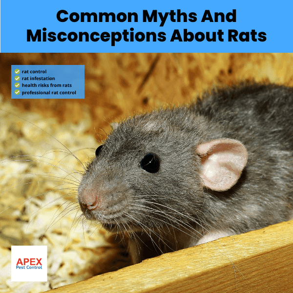 Common Myths And Misconceptions About Rats