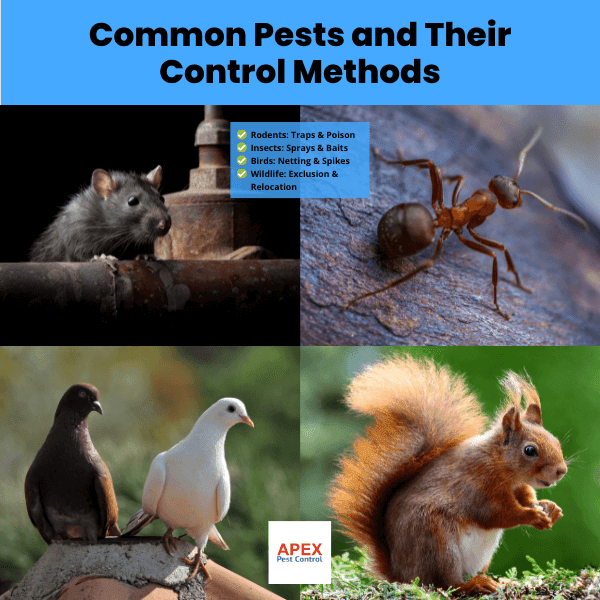 Common Pests and Their Control Methods