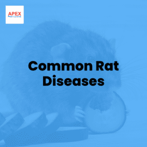 common rat diseases