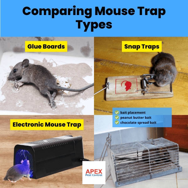 comparing mouse trap types