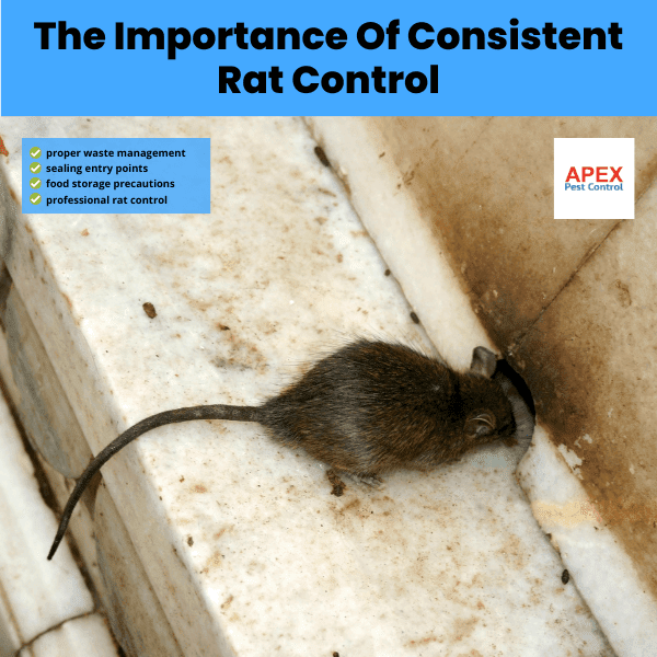 Conclusion: The Importance Of Consistent Rat Control