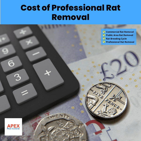 Cost of Professional Rat Removal