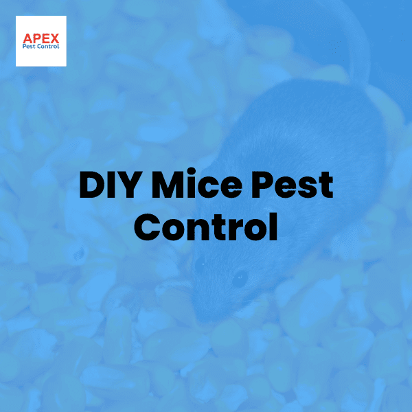 diy mice pest control