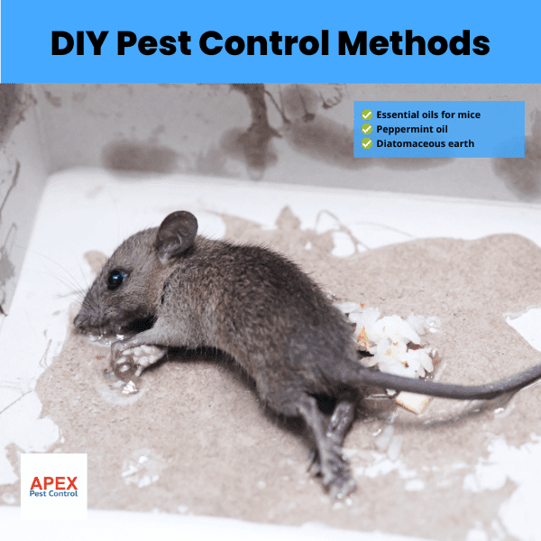 diy pest control methods